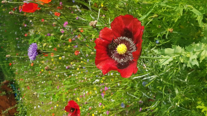 ABEILLE CHARPENTIERE sur PAVOT ROUGE. Espace fleuri. Jardin. BRUNO GODET